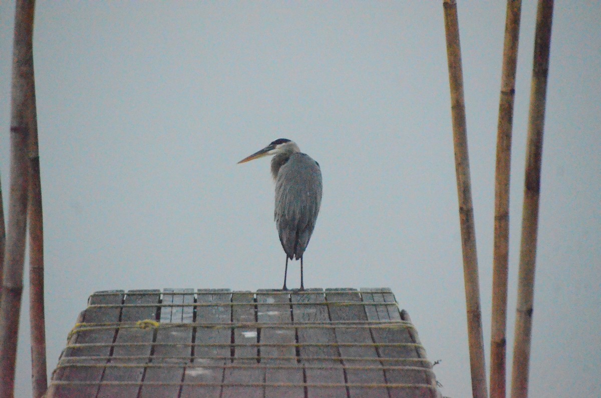 Great Blue Heron - 🦜 Daniel Correia 🦜