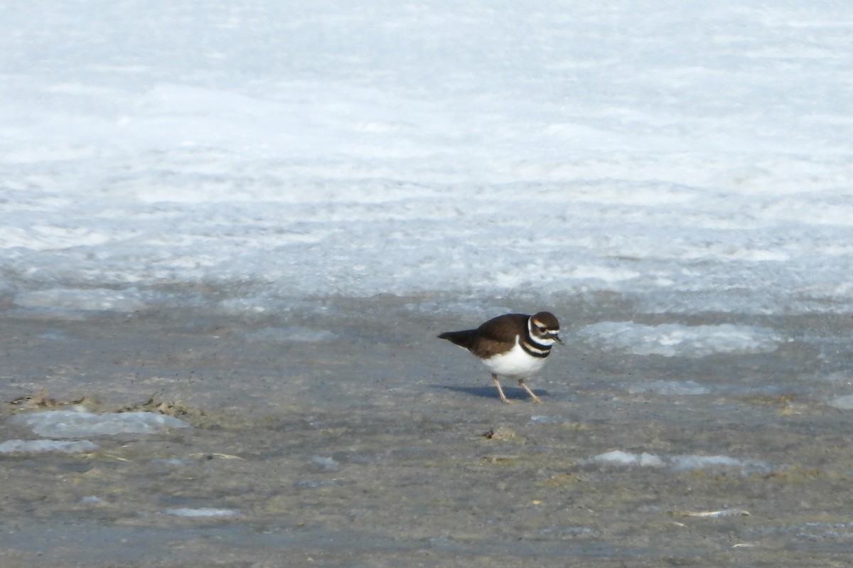 Killdeer - ML613682831