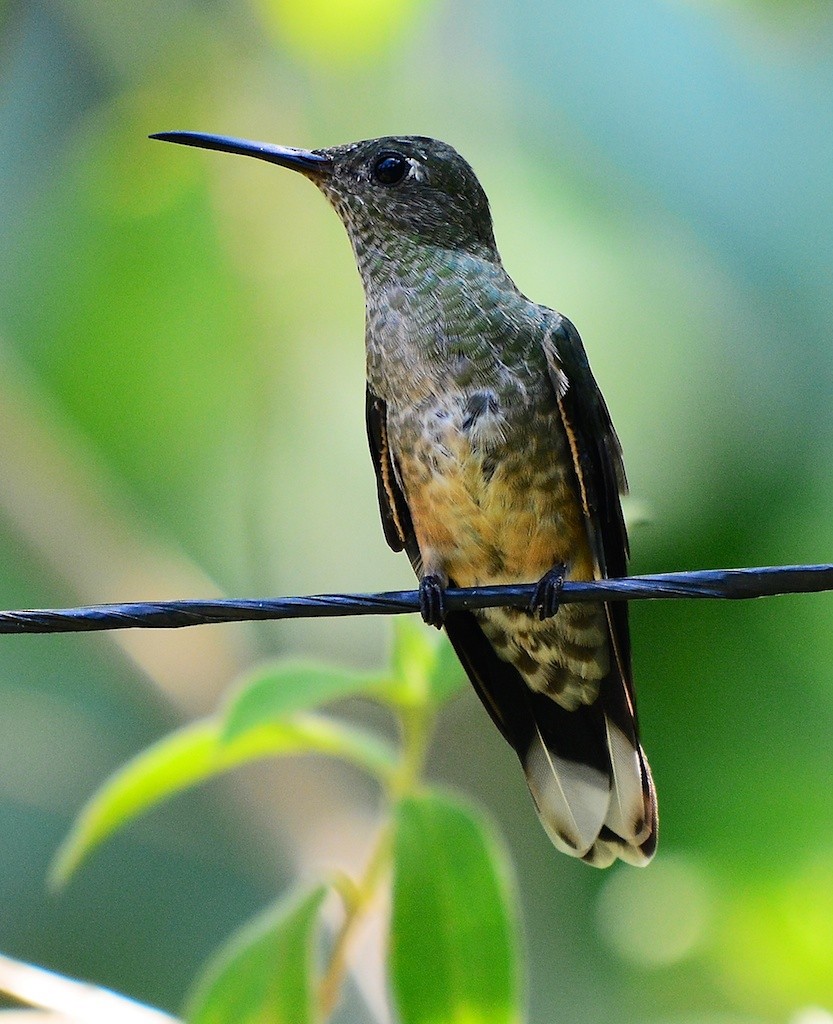 kolibřík skvrnitoprsý - ML613682850