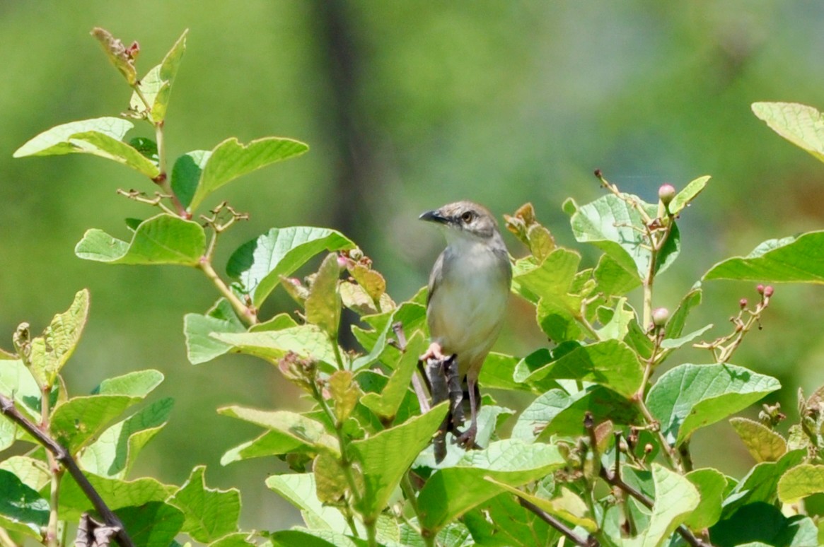 Whistling Cisticola - ML613682871