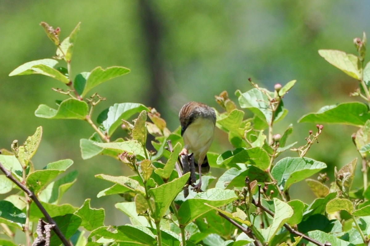 Whistling Cisticola - ML613682872