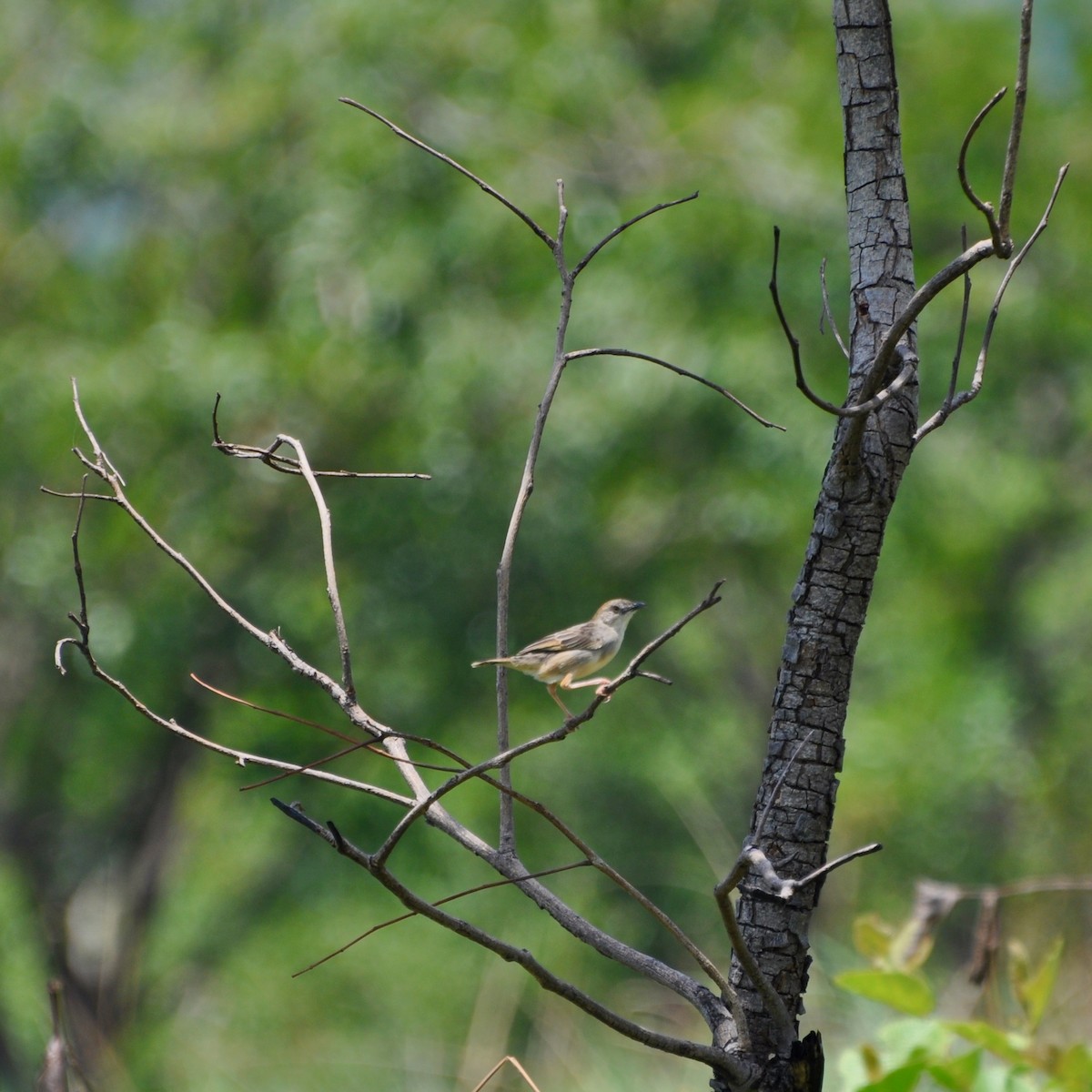 Whistling Cisticola - ML613682876