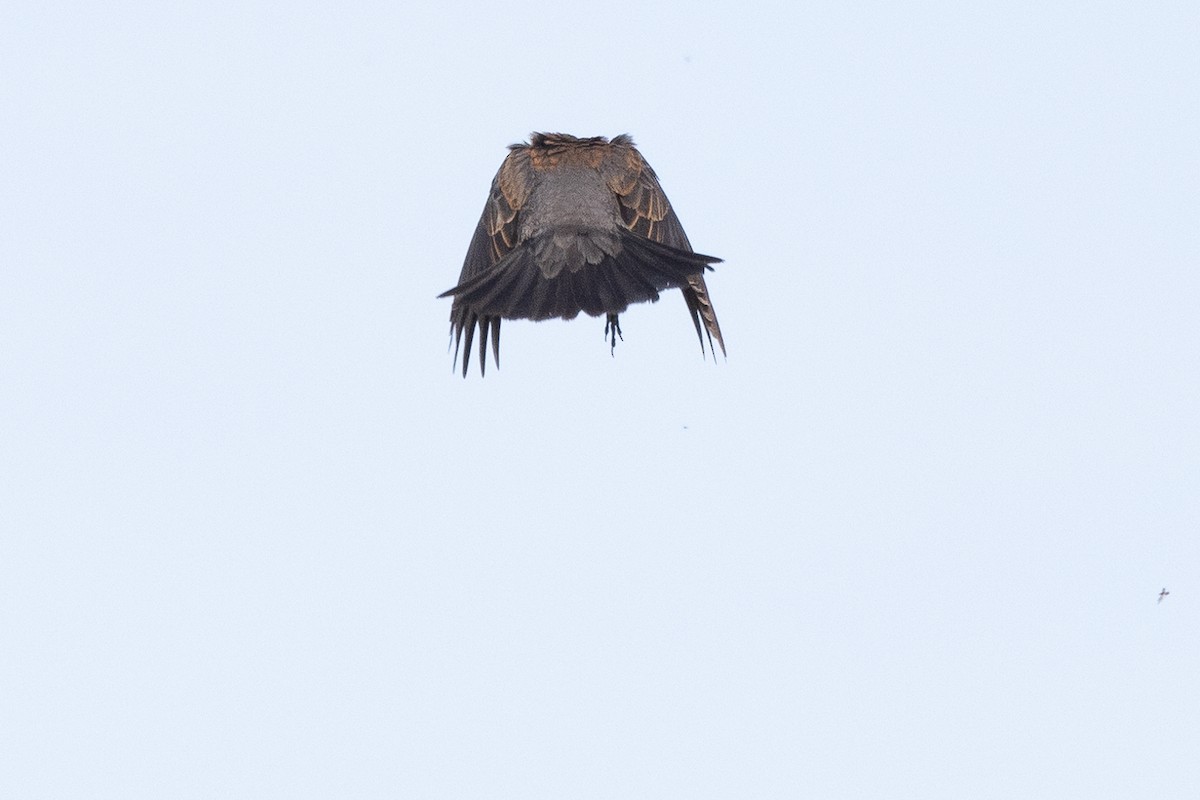 Rusty Blackbird - ML613682888