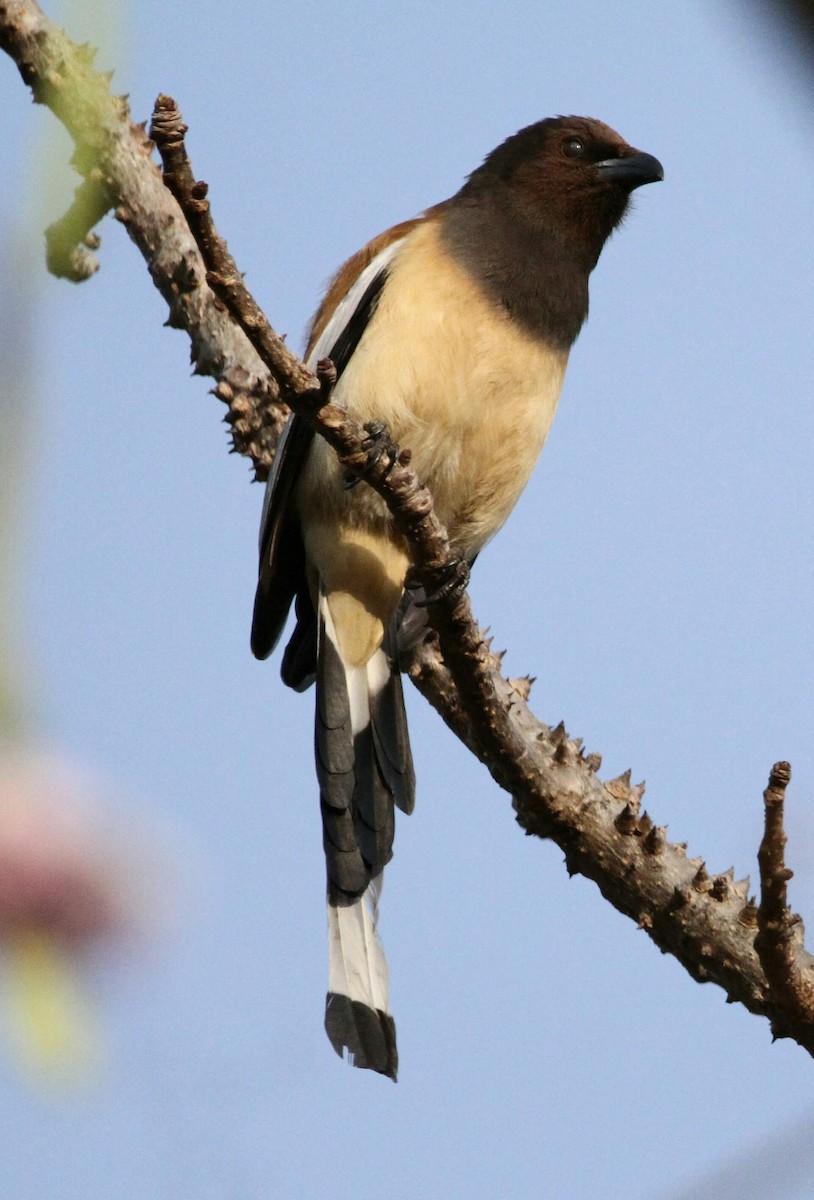 Rufous Treepie - ML613682942