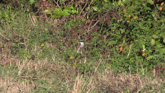 Gray Bushchat - ML613682996