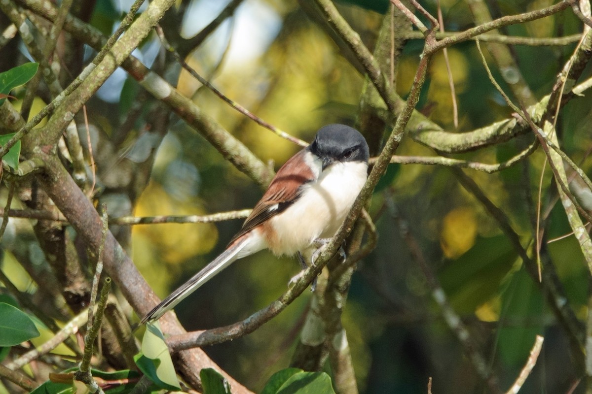 Burmese Shrike - ML613683014