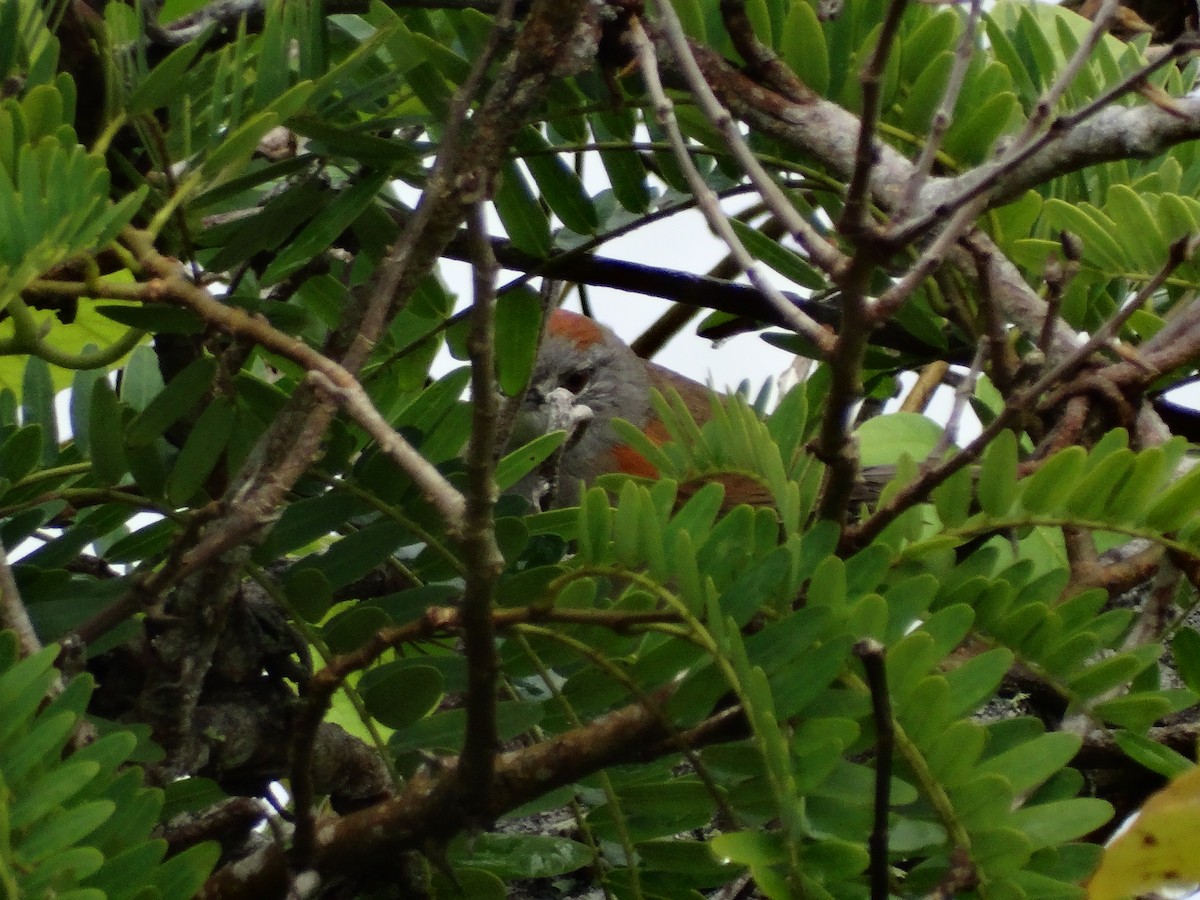 Pale-breasted Spinetail - ML613683021