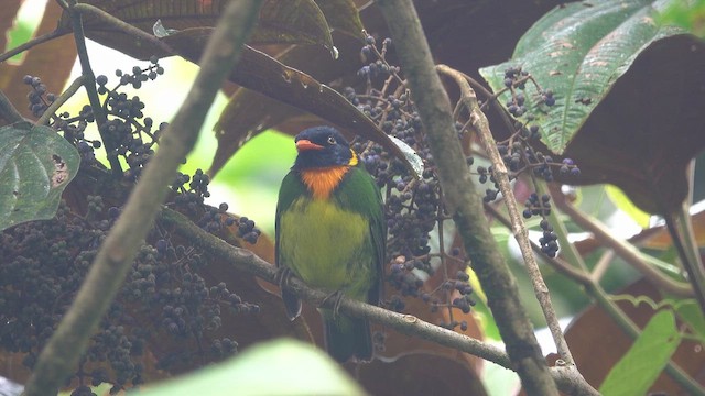 Orange-breasted Fruiteater - ML613683133