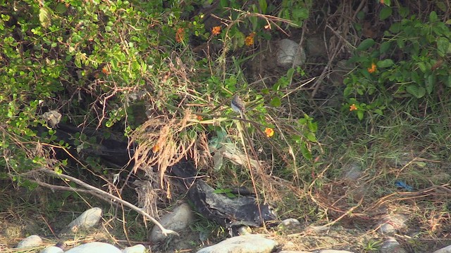 Gray Bushchat - ML613683139