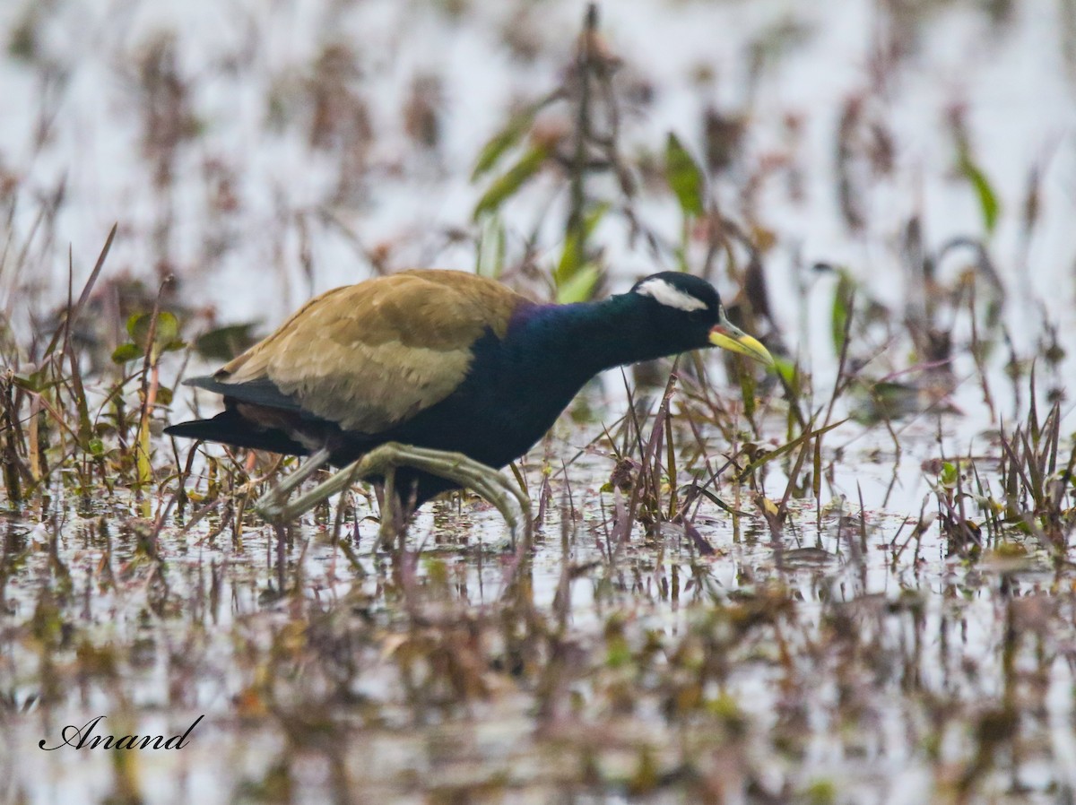 Bronze-winged Jacana - ML613683177