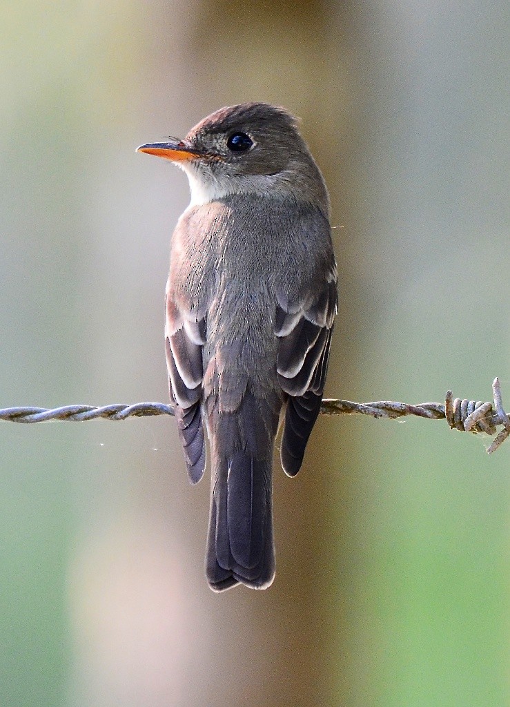 Eastern Wood-Pewee - Giff Beaton