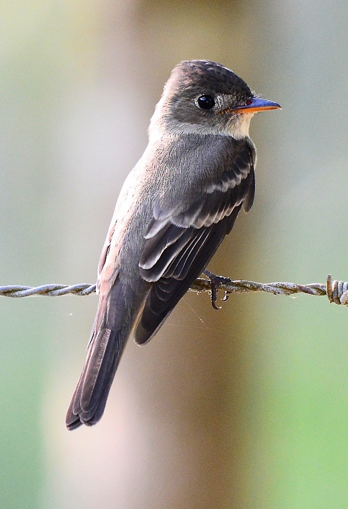 Eastern Wood-Pewee - ML613683216