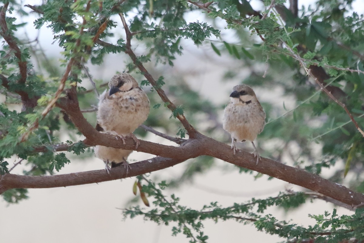 Donaldson Smith's Sparrow-Weaver - ML613683228