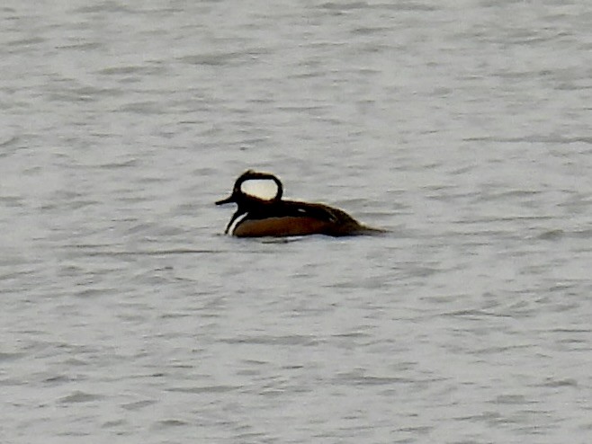 Hooded Merganser - ML613683244