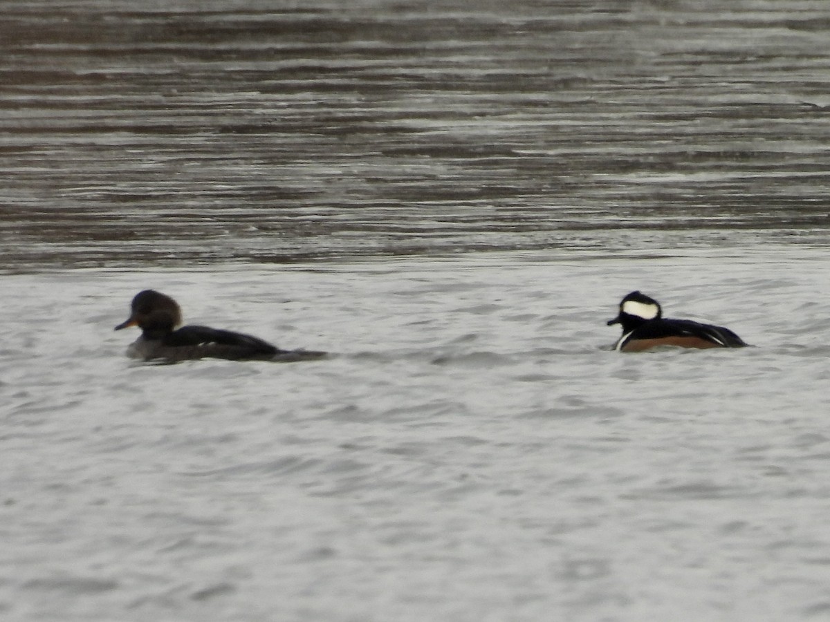 Hooded Merganser - ML613683245