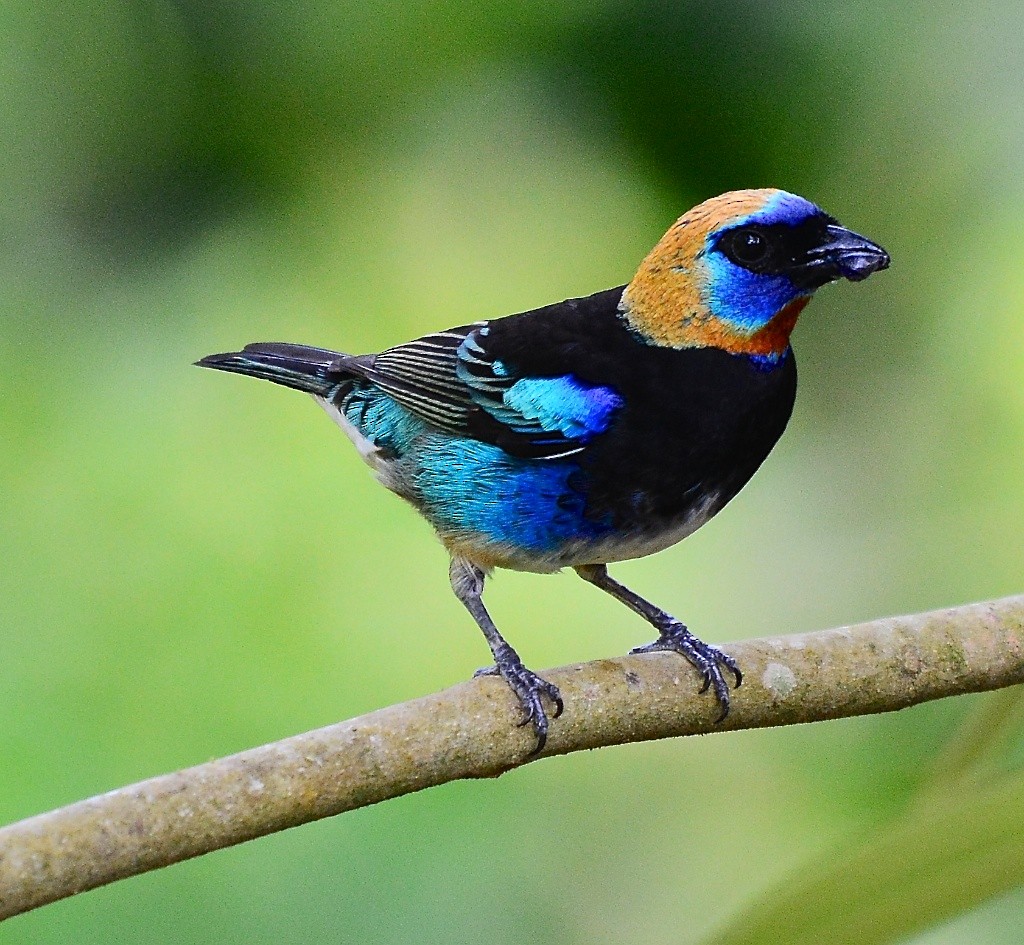 Golden-hooded Tanager - Giff Beaton