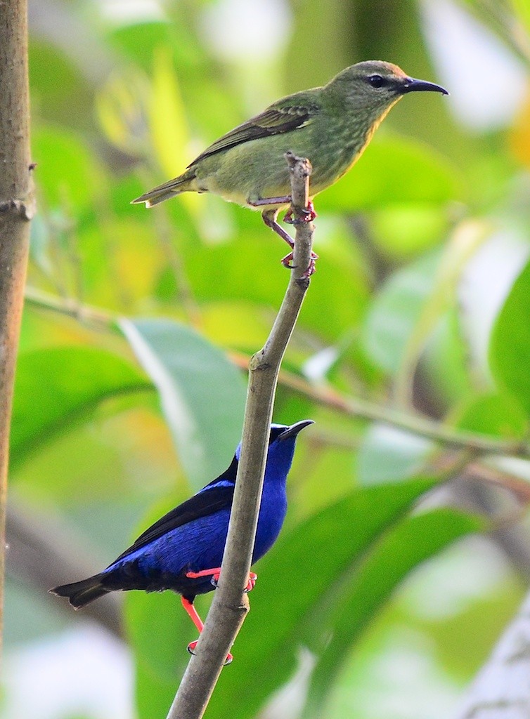 Red-legged Honeycreeper - Giff Beaton