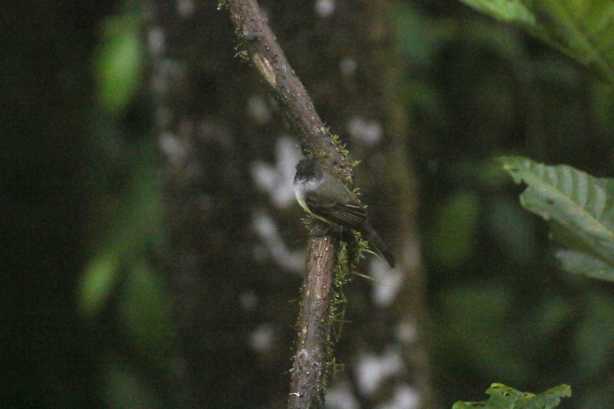 オリーブヒタキモドキ（nigriceps／atriceps） - ML613683418