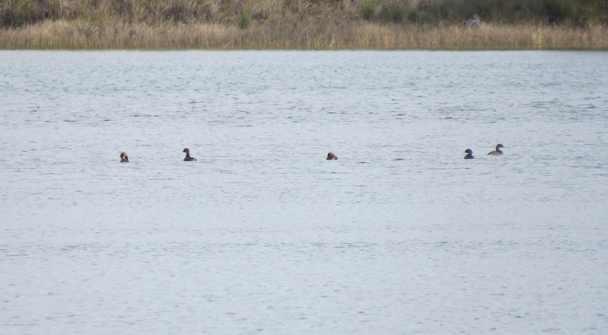 Pied-billed Grebe - ML613683428