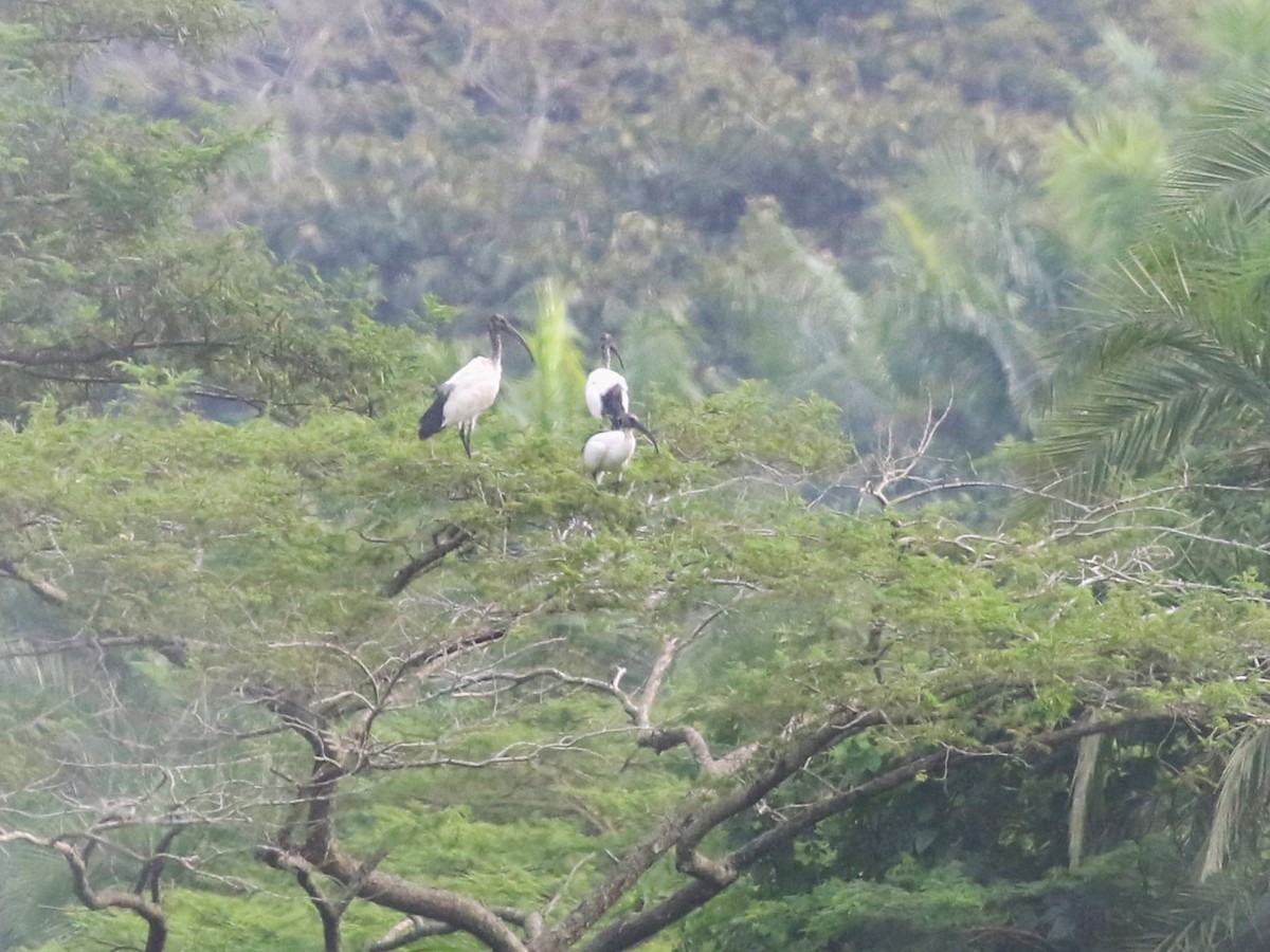 African Sacred Ibis - ML613683515