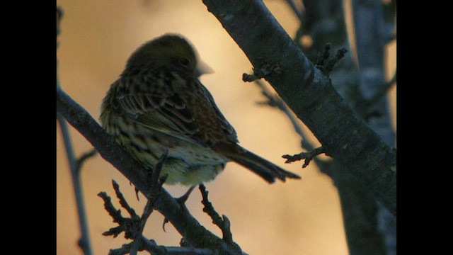 Yellowhammer - ML613683526