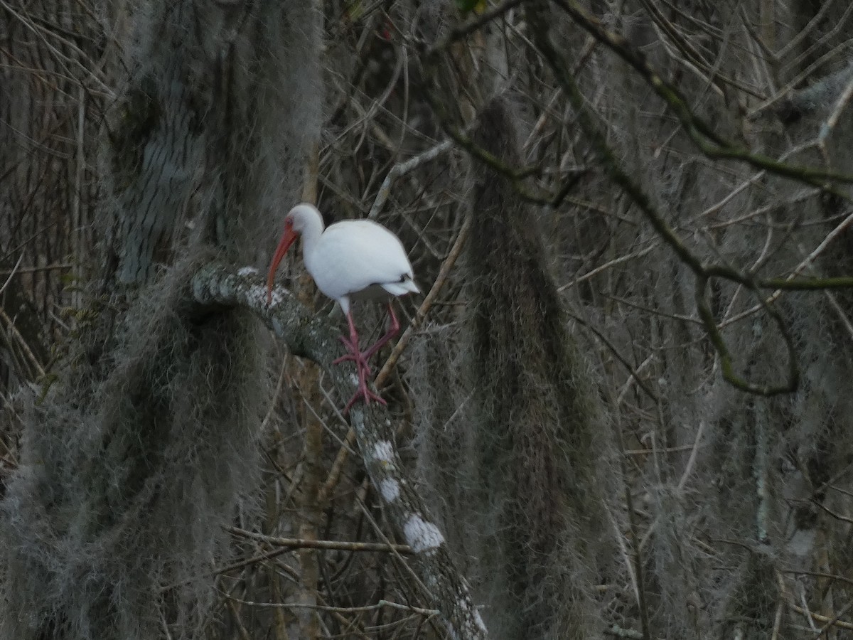 White Ibis - Irene Cody