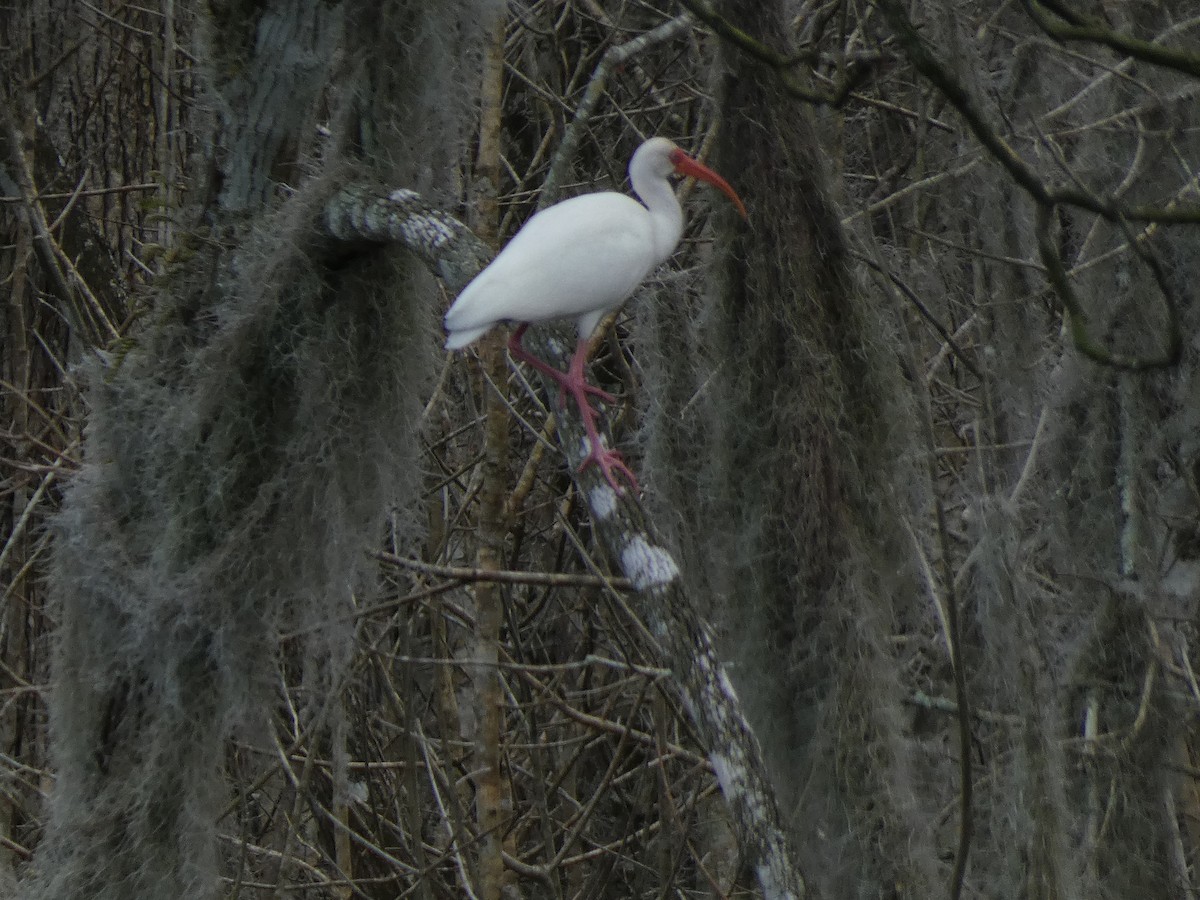 White Ibis - ML613683629