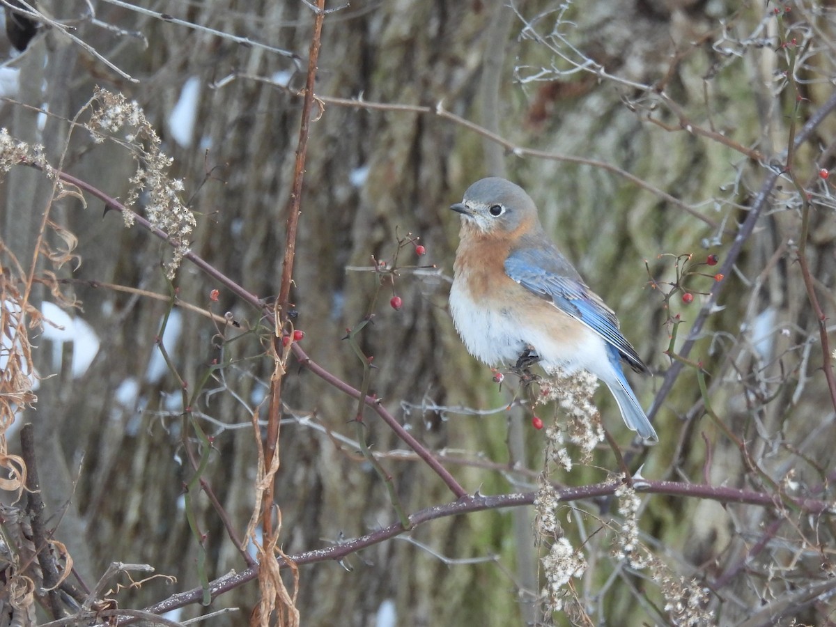 Eastern Bluebird - Debbie Wright