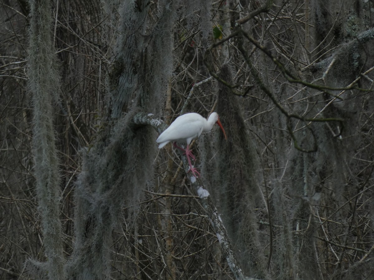 Ibis blanc - ML613683658