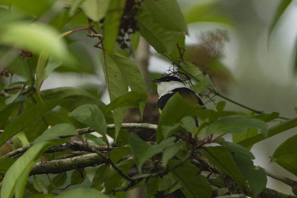 Manakin à col blanc - ML613683686