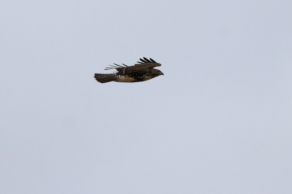 Red-tailed Hawk - ML613683764