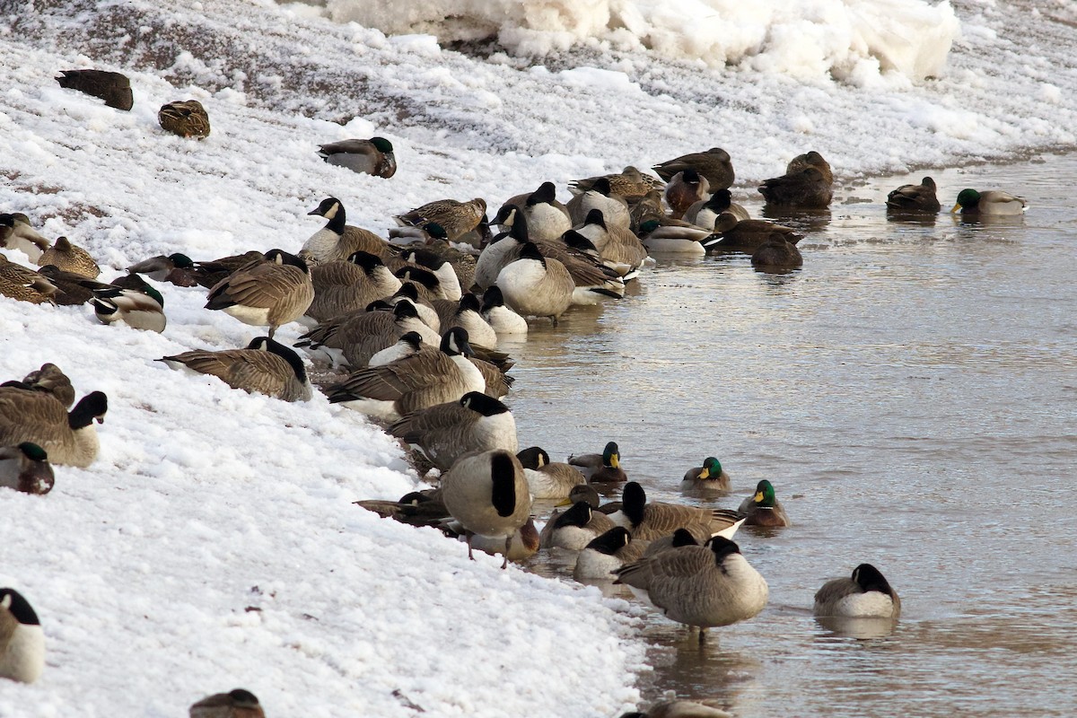 Canada Goose - ML613683773