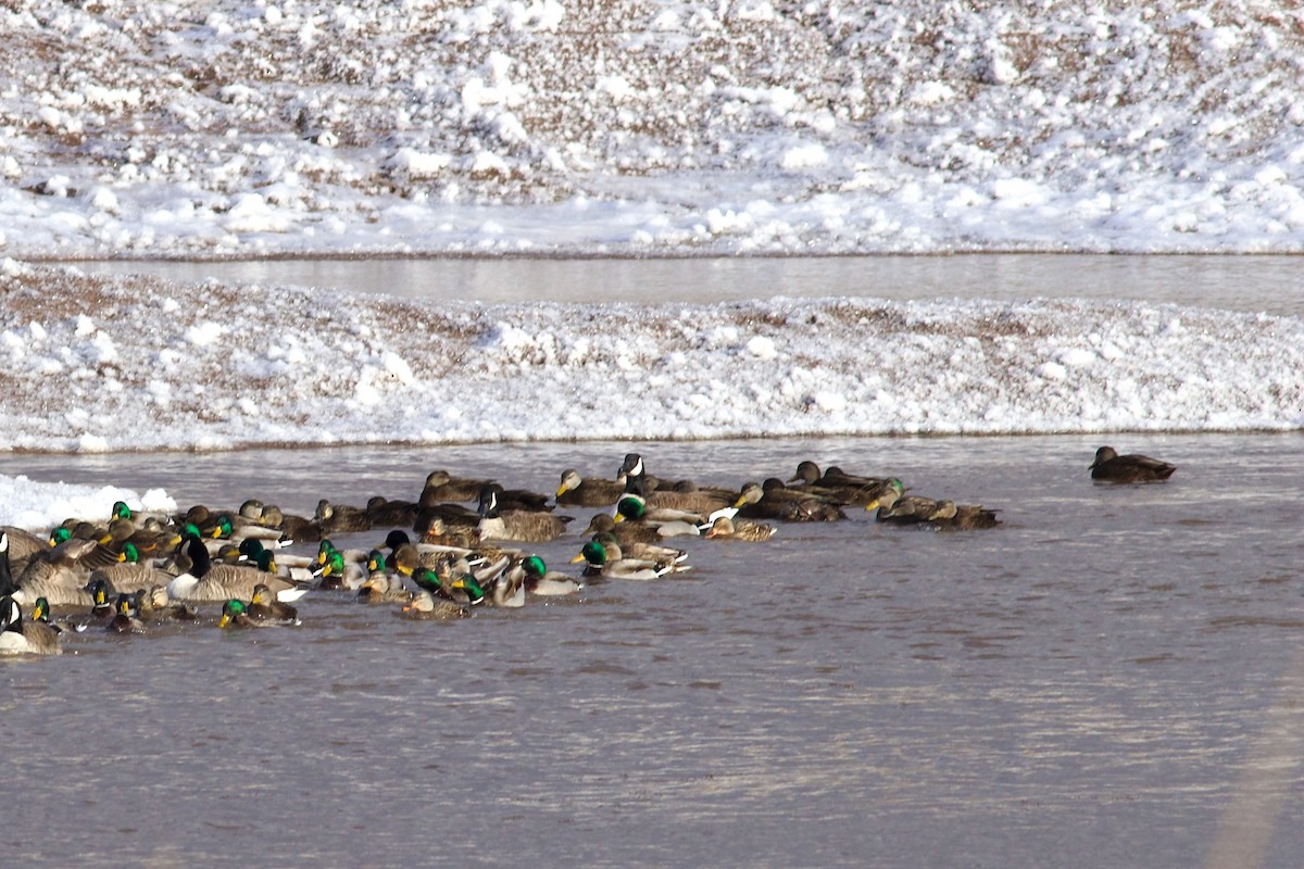 American Black Duck - ML613683778