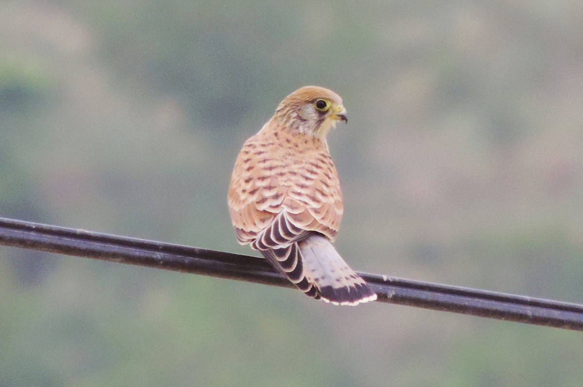 Eurasian Kestrel - Negien Rahimy