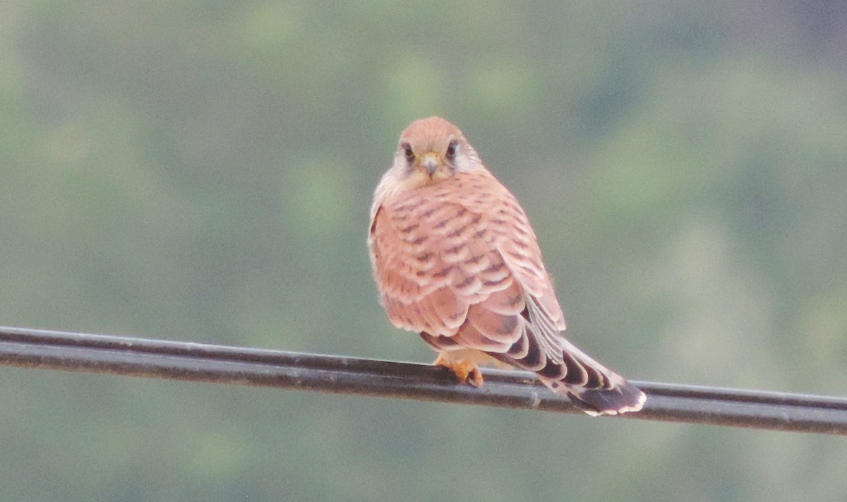 Eurasian Kestrel - Negien Rahimy