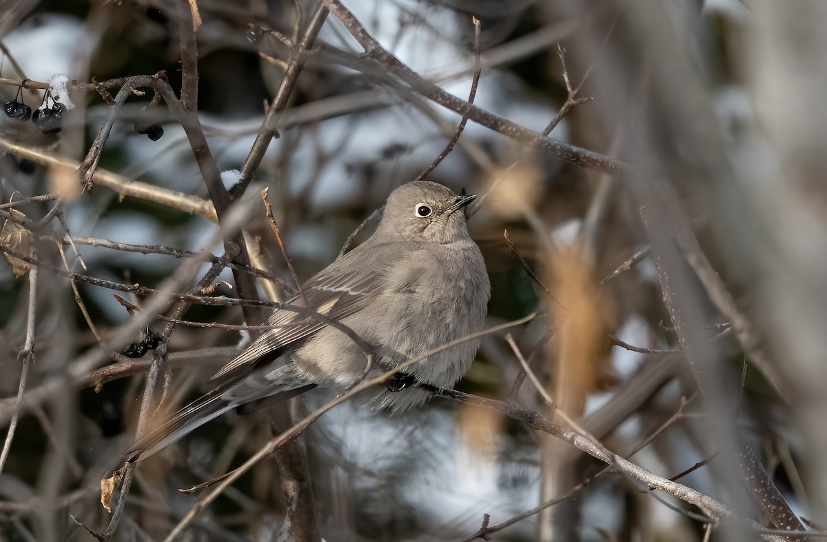 Townsend's Solitaire - ML613683933