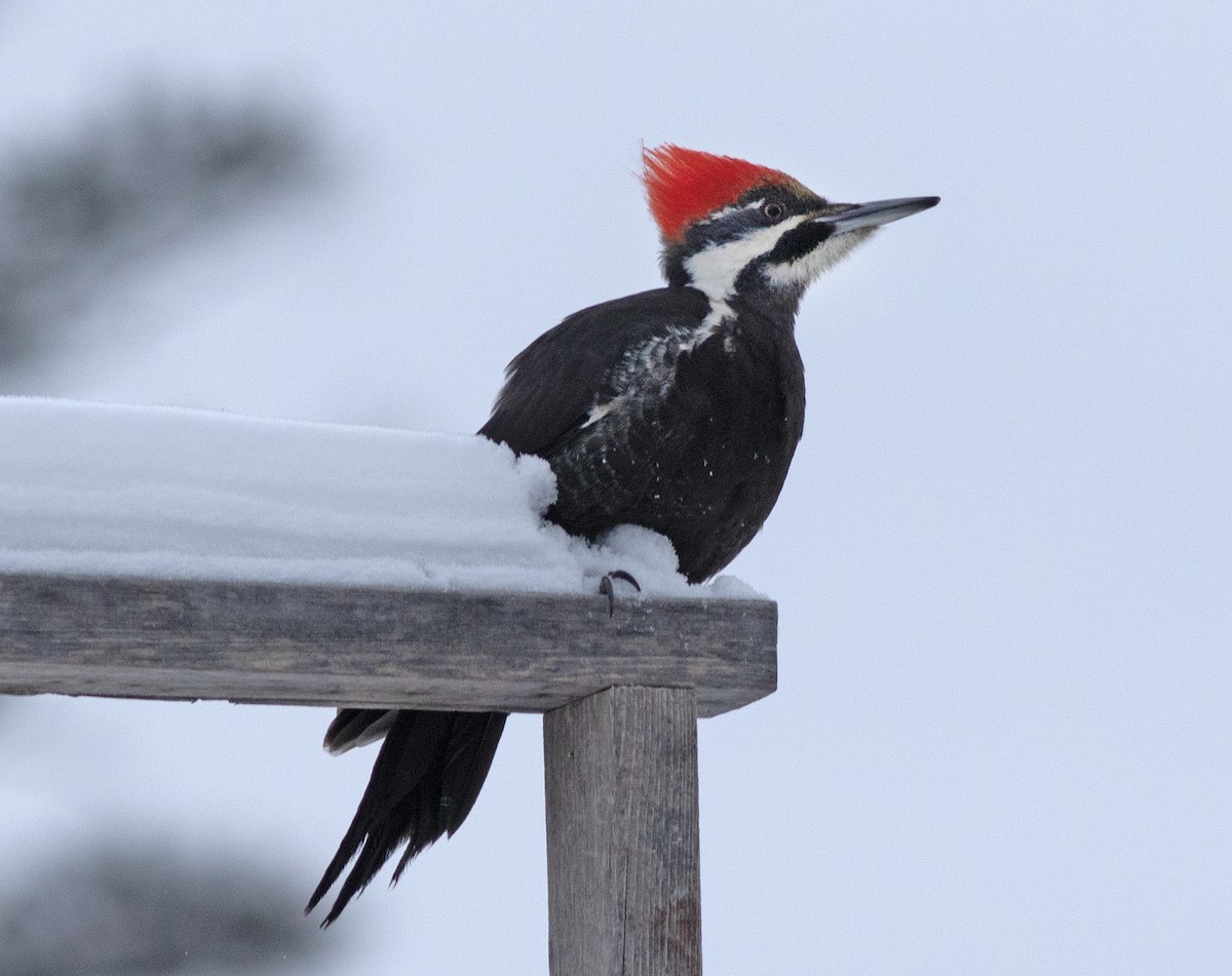 Pileated Woodpecker - ML613683959