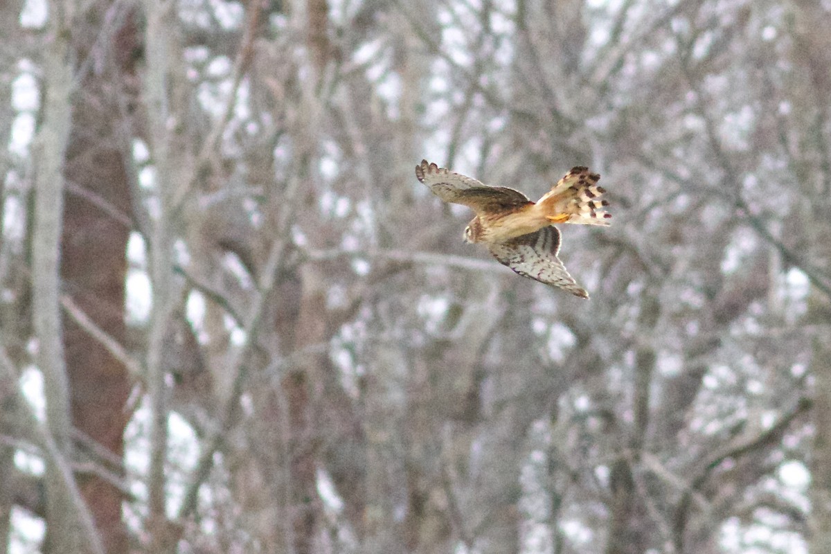 Northern Harrier - George Forsyth