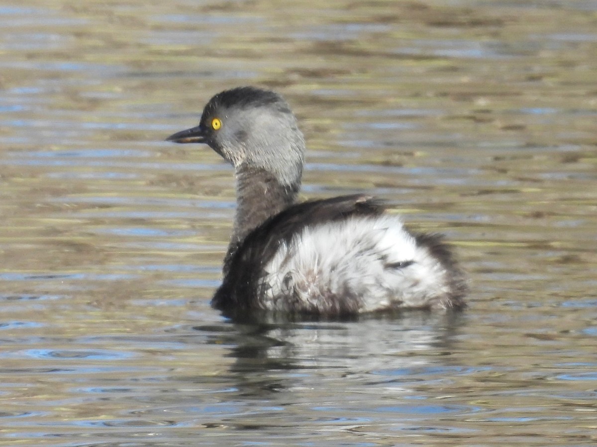 Least Grebe - ML613683999