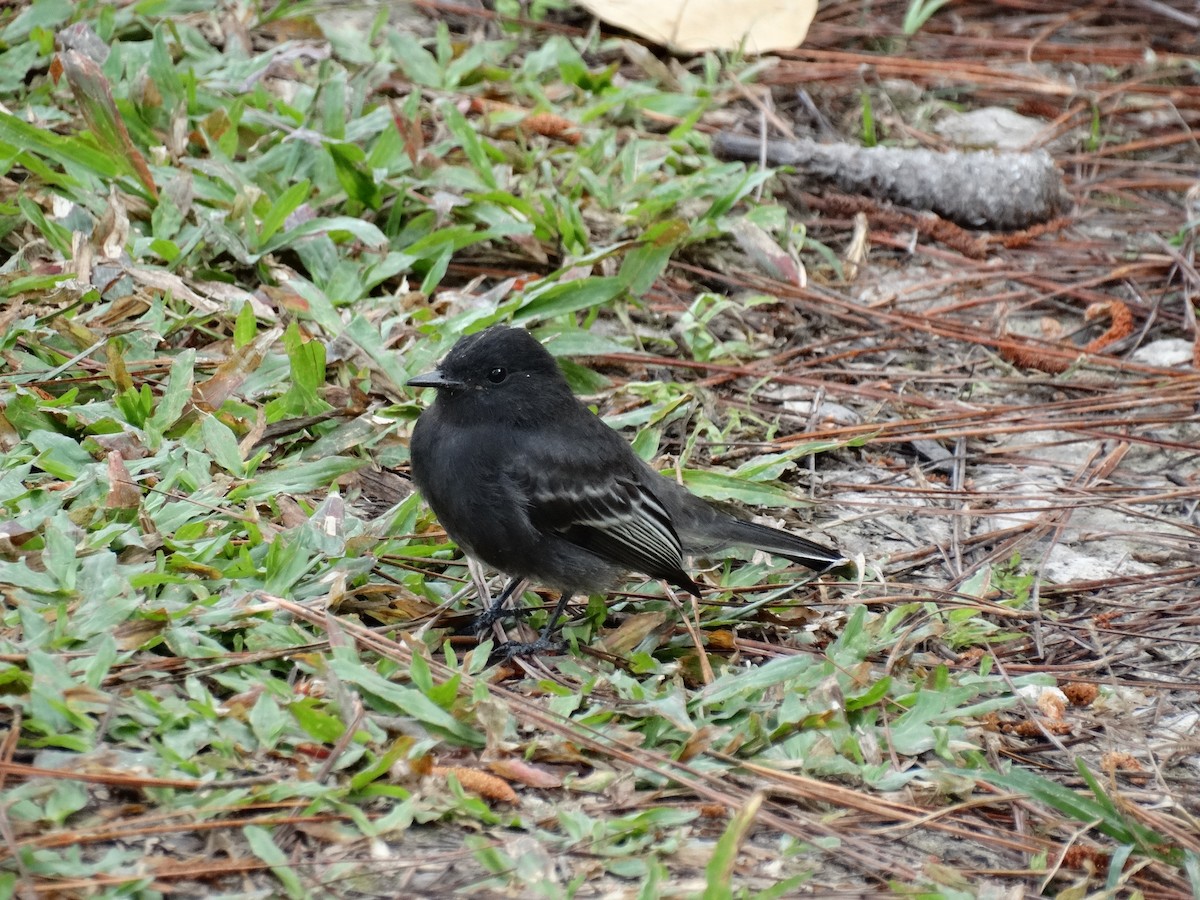 Black Phoebe - ML613684026