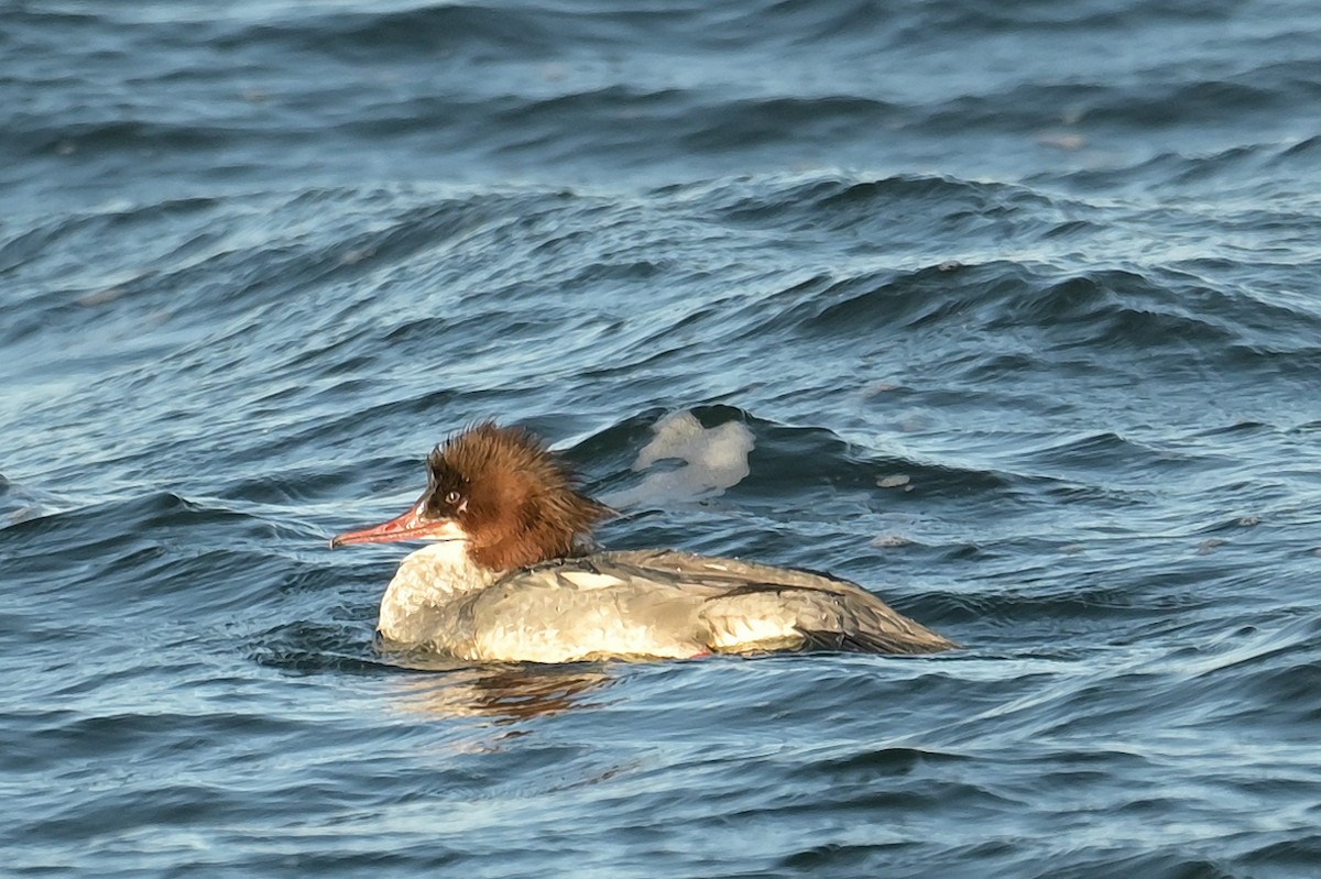 Common Merganser - ML613684035