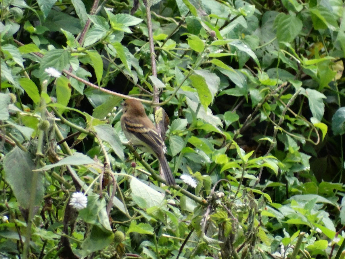 Bran-colored Flycatcher - José-María García-Carrasco