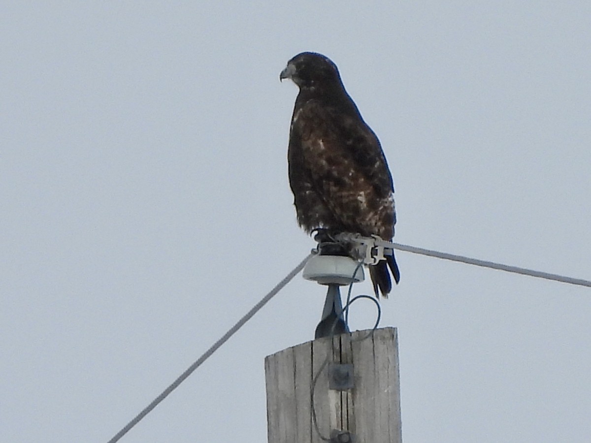 Red-tailed Hawk (Harlan's) - ML613684045