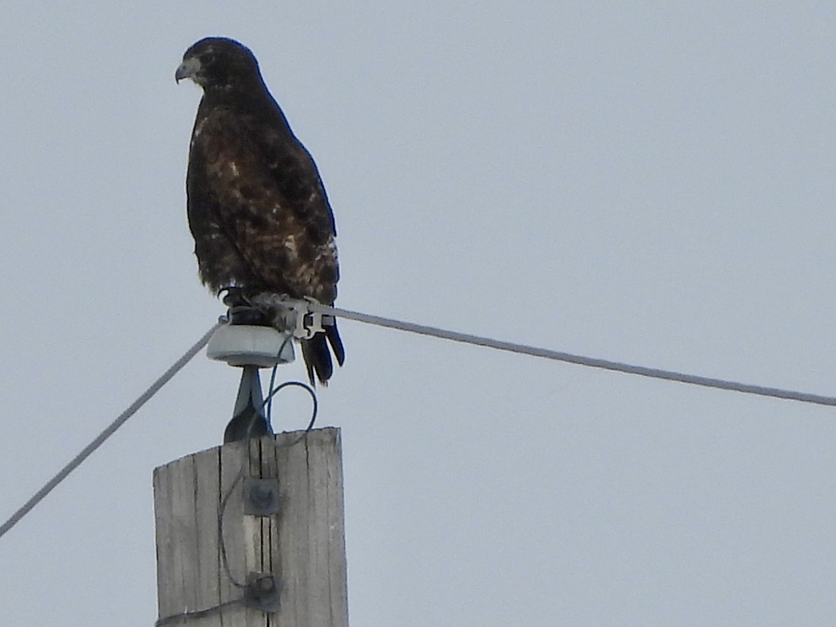 Red-tailed Hawk (Harlan's) - ML613684054