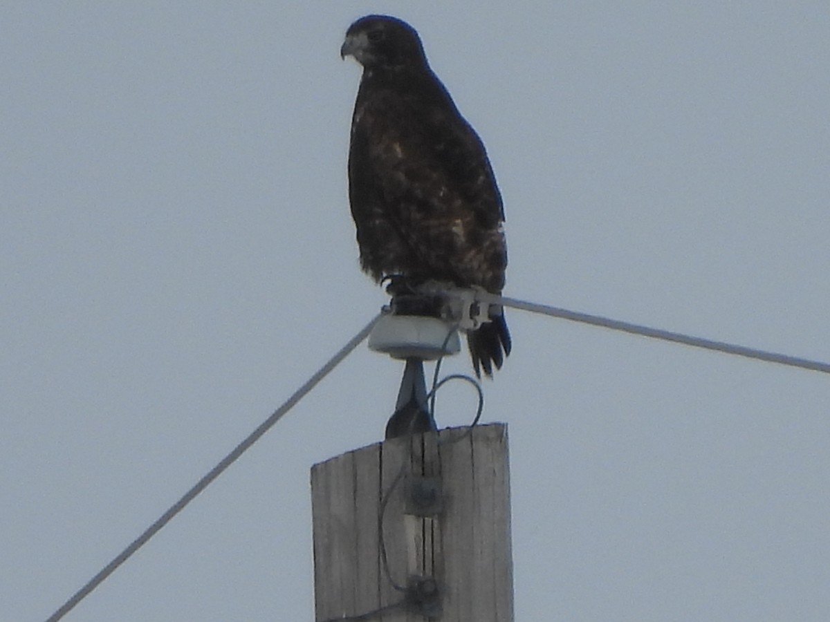 Red-tailed Hawk (Harlan's) - ML613684055