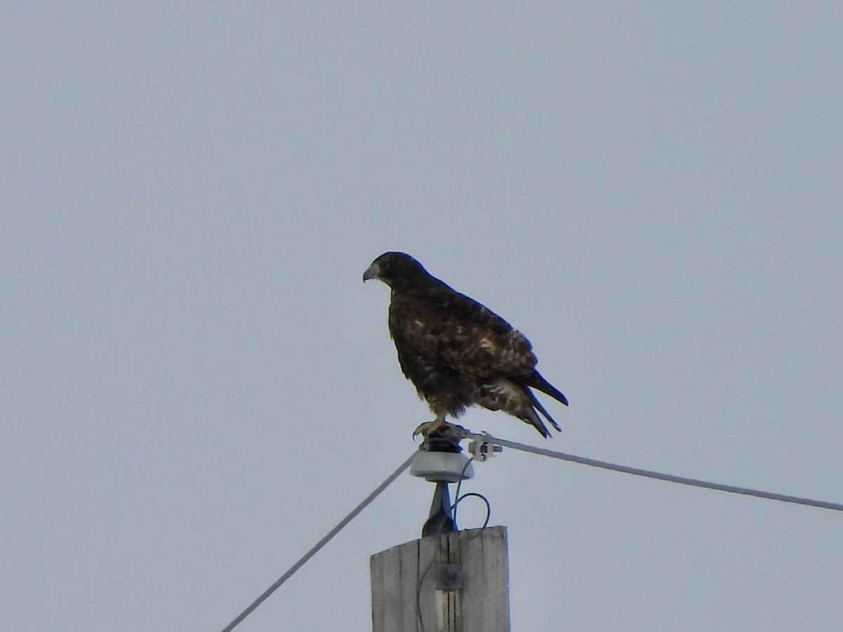 Red-tailed Hawk (Harlan's) - ML613684064