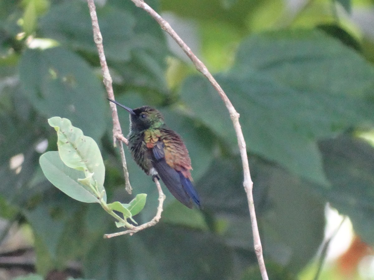 Bakır Belli Kolibri - ML613684074