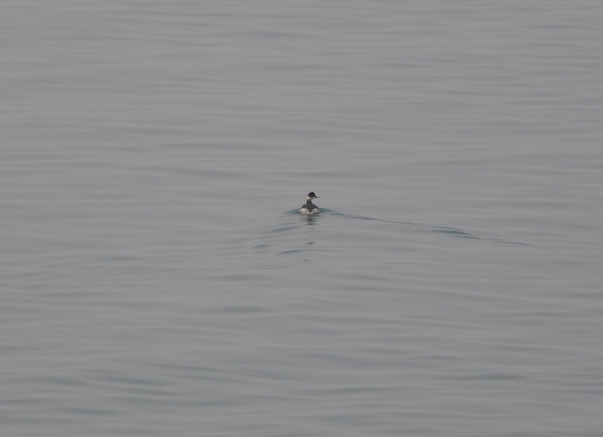 Eared Grebe - ML613684091