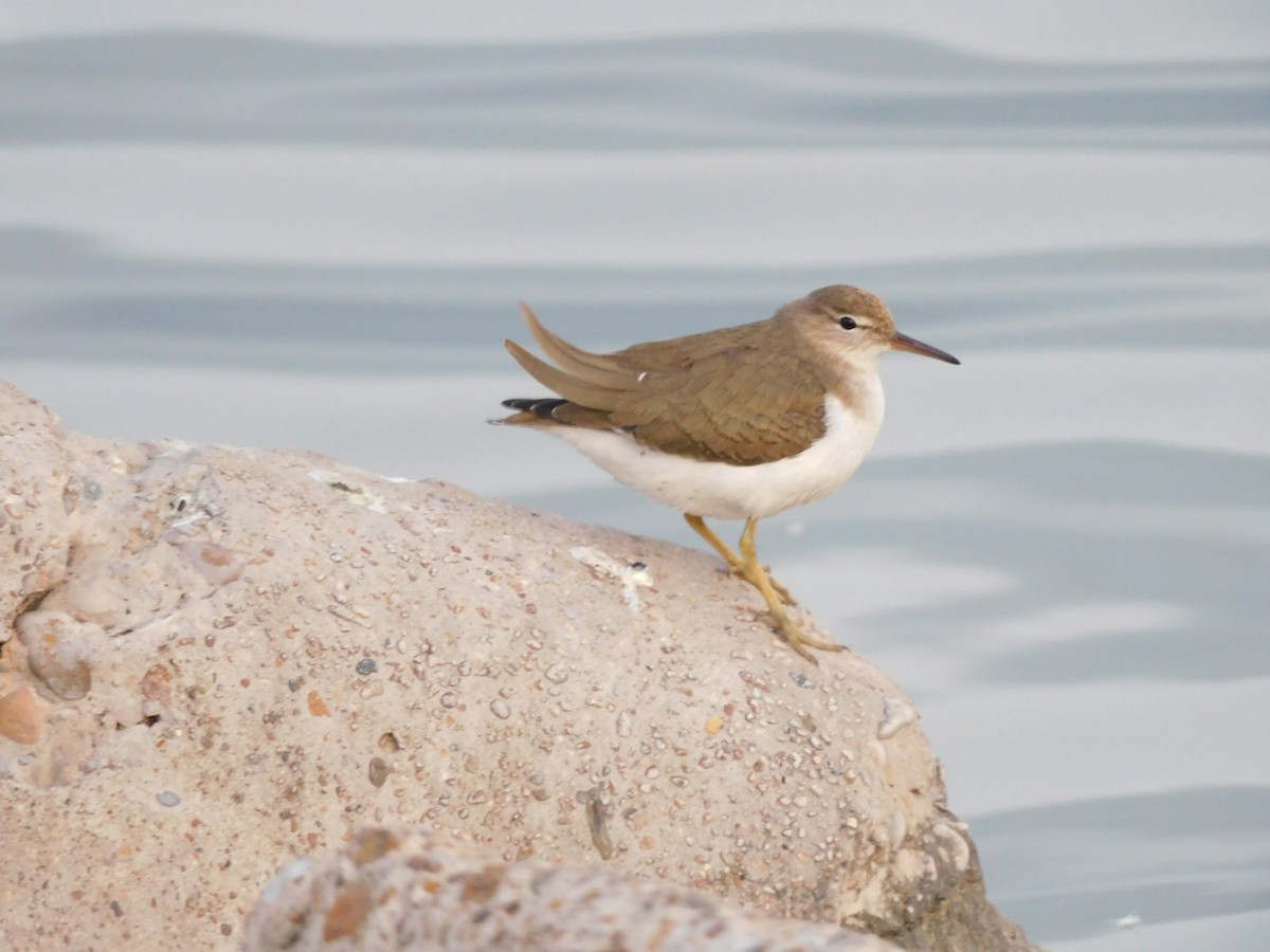 Spotted Sandpiper - ML613684092