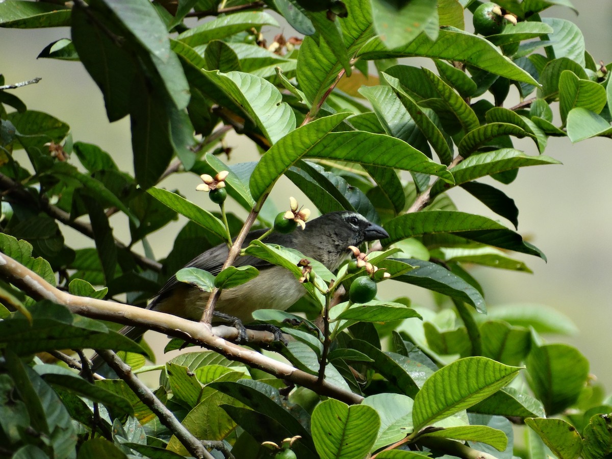 Olive-gray Saltator - José-María García-Carrasco